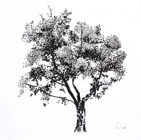 tree, ink, paper, drawing
